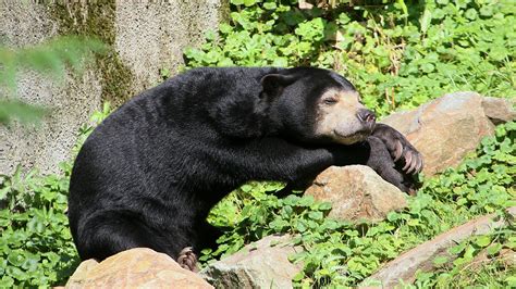what kind of bears are in china